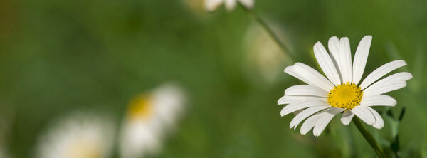 White daisy flower close up background