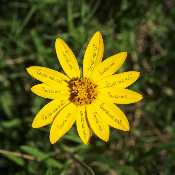 M'aime pas jaune concept de fleur de marguerite — Photo