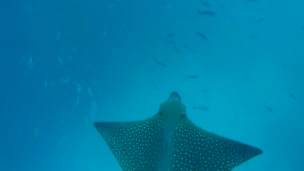 Mooie wildlife scène met stingray en vis — Stockvideo