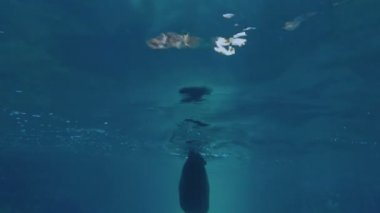 Deniz aslanı yalnız mavi deniz su altında yüzmek