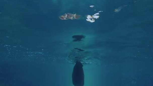 Θαλάσσιο λιοντάρι κολύμπι μόνο κάτω από το γαλάζιο νερό — Αρχείο Βίντεο