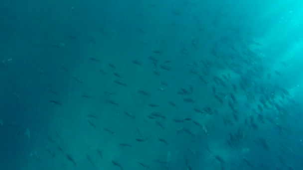 École de poissons créoles nageant sous l'eau — Video