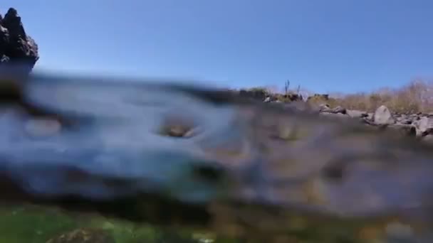 Leões marinhos nadando debaixo d 'água vista close-up — Vídeo de Stock