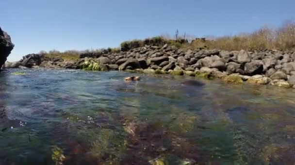 Primer plano de dos lobos marinos jugando bajo el agua — Vídeos de Stock