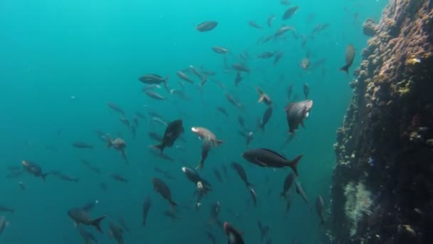 Vida marina tiro de peces escuela natación en roca arrecife — Vídeos de Stock