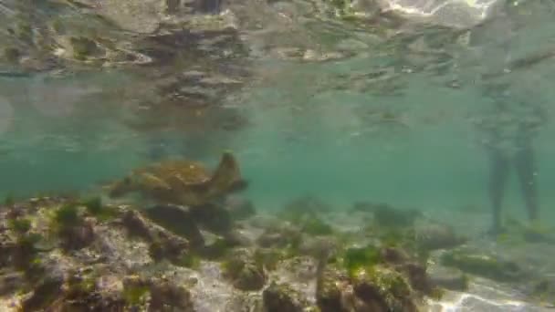 Tortue marine sauvage nageant dans les îles Galapagos — Video