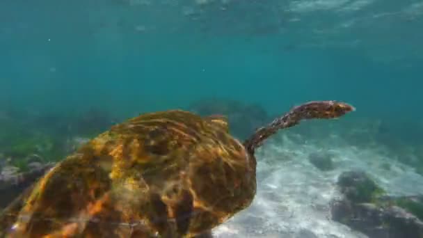 Tortue de mer nageant dans le récif rocheux des galapagos — Video