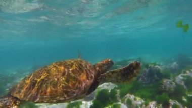 Sualtı Yüzme vahşi deniz kaplumbağası yakın çekim