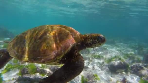 Närbild av havssköldpadda som simmar i grunt vatten — Stockvideo