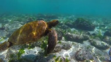 Vahşi deniz sualtı Yüzme içinde galapagos kaplumbağası