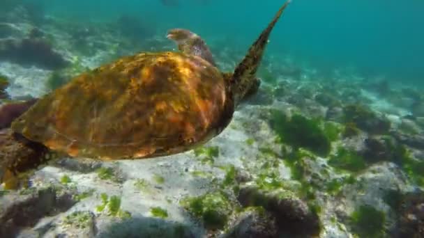Underwater scene with sea turtle swimming — Stock Video
