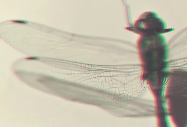 Dragonfly close up 3D anaglyph effect — Stock Photo, Image