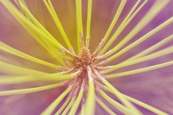 Pine tree branch macro close up — Stock Photo, Image