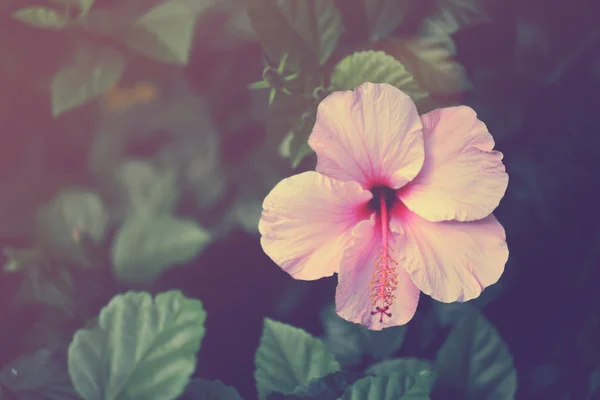 Vintage hibisco flor close up — Fotografia de Stock