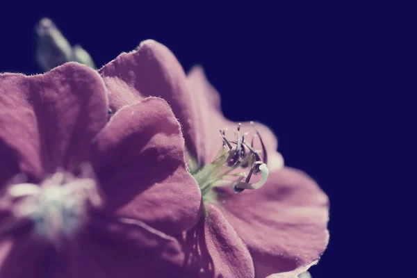 Vintage spring flower close up — Stock Photo, Image