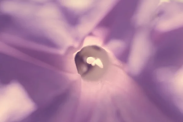 Violet flori abstract close up fundal — Fotografie, imagine de stoc