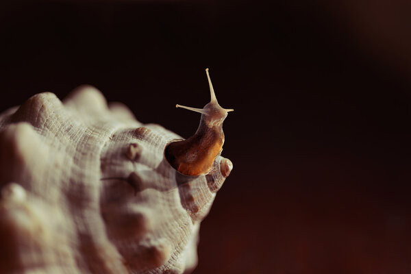 Outside the box snail seashell creative concept