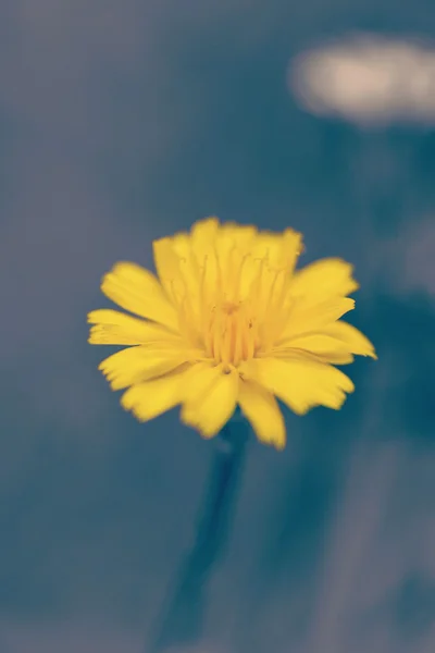 Yellow flower vintage filter blur background — Stock Photo, Image