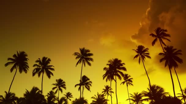 Golden Summer palm tree solnedgång timelapse — Stockvideo