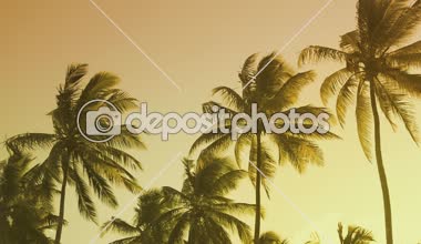 Canlı renkler palmiye ağacı yaz manzara