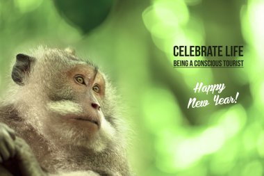 Wild monkey wildlife card poster campaign tourism