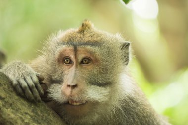 Wild monkey face curious funny wildlife habitat