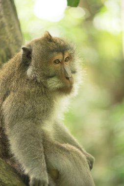 Wild monkey sitting tree wildlife campaign animal