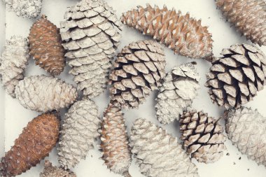 Vintage çam kozalakları kış zaman kavramı 