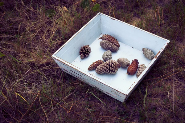 겨울 숲에서 소나무 콘의 빈티지 상자 — 스톡 사진