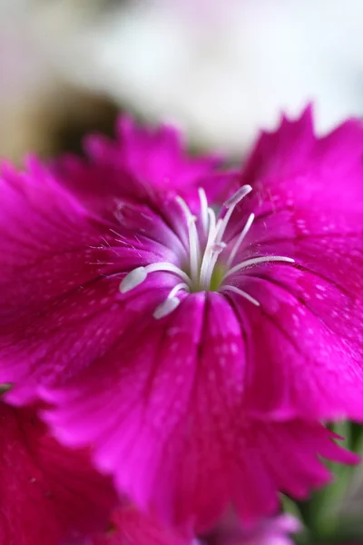 Schöne Dianthus-Blüte — Stockfoto