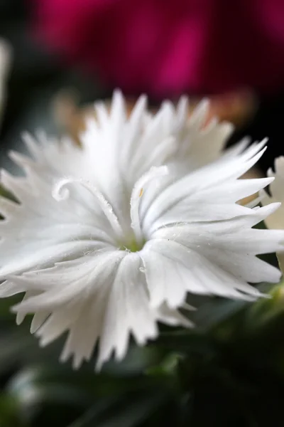 Bela flor de Dianthus — Fotografia de Stock