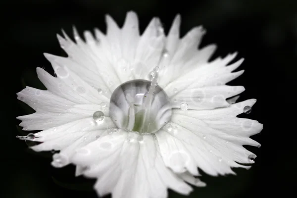 Dianthus z kropelek wody — Zdjęcie stockowe