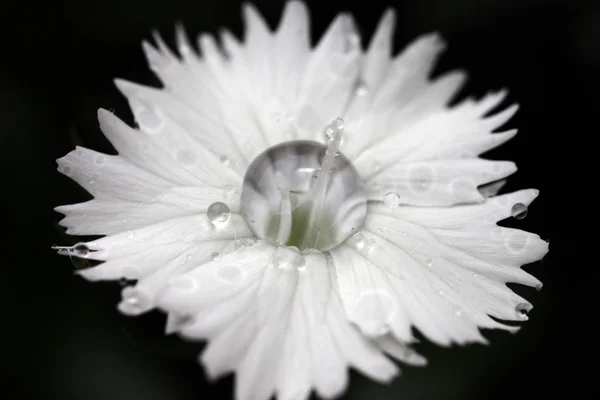 Dianthus z kropelek wody — Zdjęcie stockowe