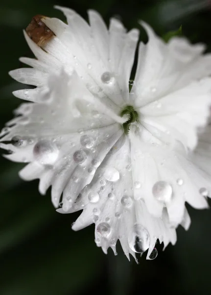 Dianthus su damlacıkları ile — Stok fotoğraf