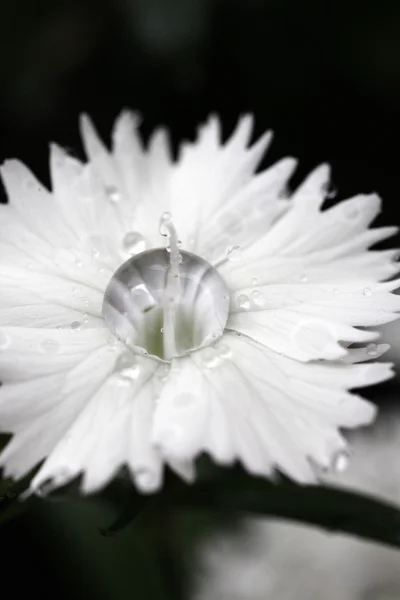 Dianthus z kropelek wody — Zdjęcie stockowe