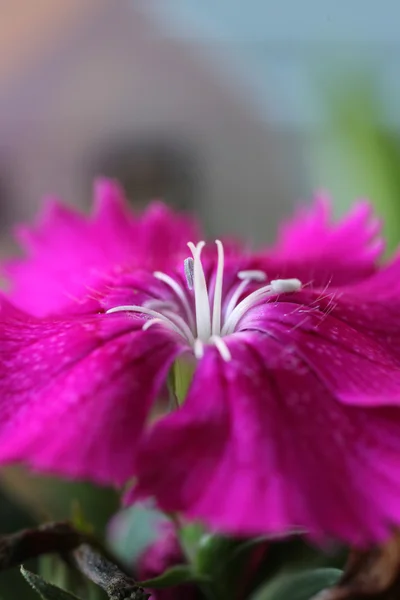 Hermosa flor de Dianthus — Foto de Stock