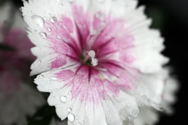 Dianthus com gotas de água — Fotografia de Stock