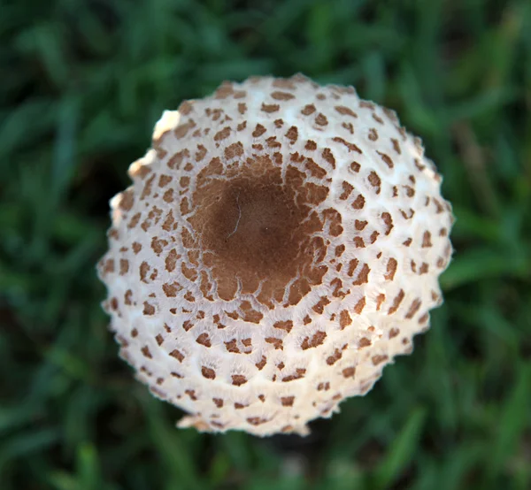 Brown and white fungi — Stock Photo, Image