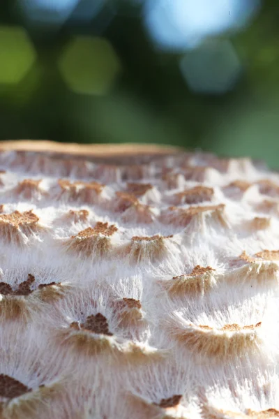 Brown and white fungi — Stock Photo, Image