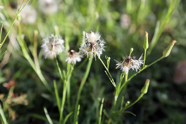 Zbliżenie Delikatnych Kwiatów Mniszka Lekarskiego Nasion Rodzimymi Pszczołami Zbierającymi Pyłki — Zdjęcie stockowe