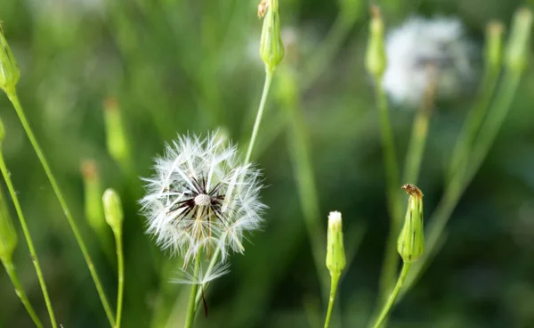 Primer Plano Delicadas Flores Diente León Semillas Con Abejas Nativas — Foto de Stock