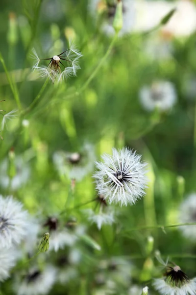 Zbliżenie Delikatnych Kwiatów Mniszka Lekarskiego Nasion Rodzimymi Pszczołami Zbierającymi Pyłki — Zdjęcie stockowe