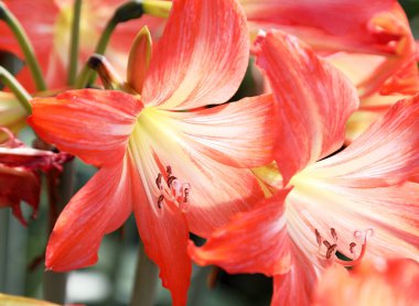 Güzel turuncu Amaryllis çiçeklerine yakın çekim