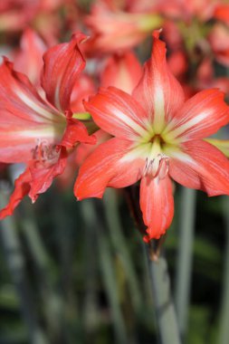 Güzel turuncu Amaryllis çiçeklerine yakın çekim