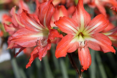 Güzel turuncu Amaryllis çiçeklerine yakın çekim