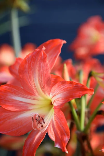 Primer Plano Hermosas Flores Naranjas Amarilis —  Fotos de Stock
