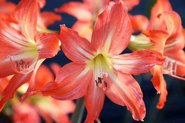 Nahaufnahme Schöner Orangefarbener Amaryllis Blüten — Stockfoto