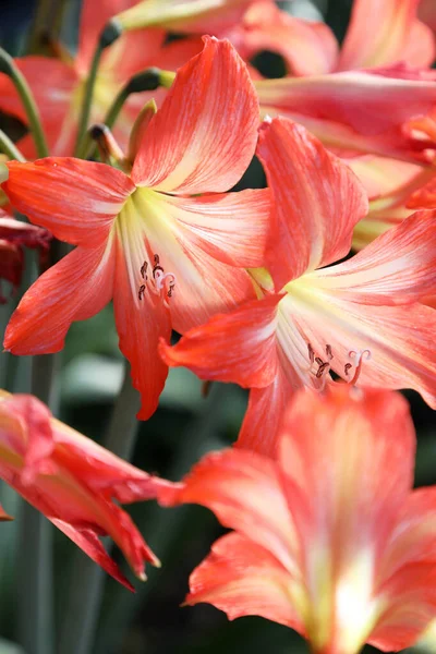 Nahaufnahme Schöner Orangefarbener Amaryllis Blüten — Stockfoto