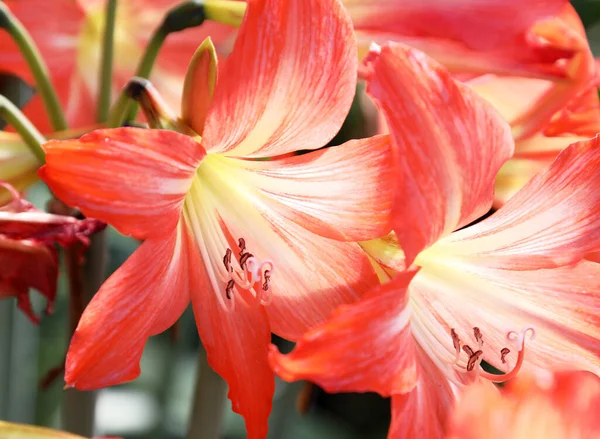 Nahaufnahme Schöner Orangefarbener Amaryllis Blüten — Stockfoto