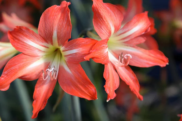 Zbliżenie Piękny Pomarańczowy Amaryllis Kwiaty — Zdjęcie stockowe